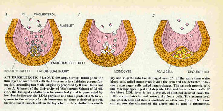 The image file:///C:/NewBook/Essay%20on%20Health%20Backup_files/image034.jpg cannot be displayed, because it contains errors.